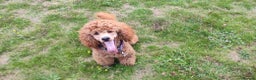 Miniature Poodle dogs for stud: Stunning health tested KC Red Miniature Poodle in Cannock - Advert 24