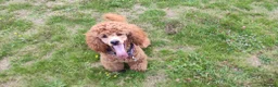 Miniature Poodle dogs for stud: Stunning health tested KC Red Miniature Poodle in Cannock - Advert 24
