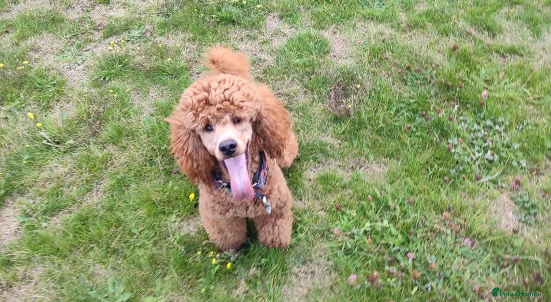 Miniature Poodle dogs for stud: Stunning health tested KC Red Miniature Poodle in Cannock - Advert 24