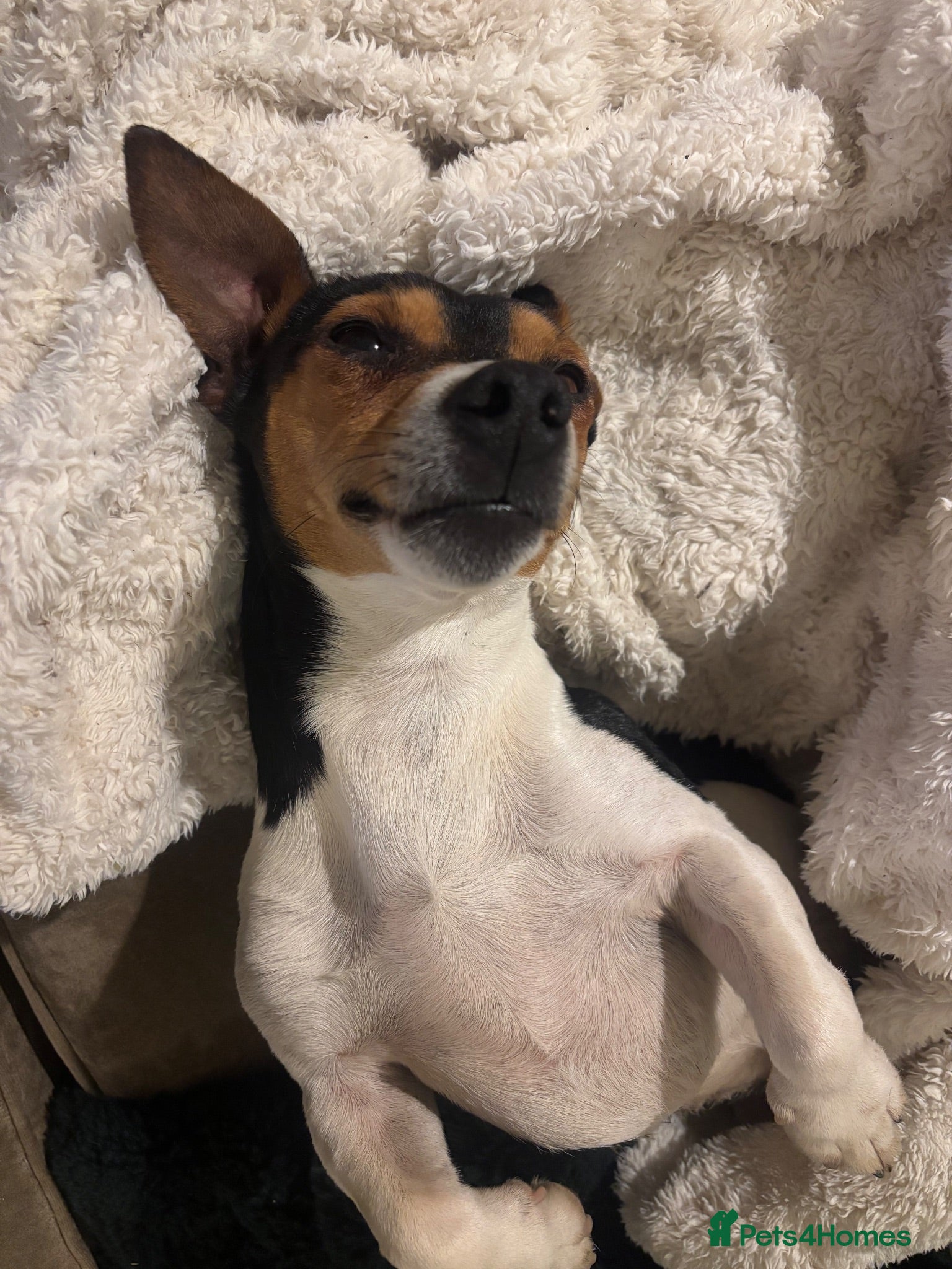 Jack Russell dogs STUD  - Advert 2
