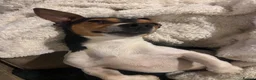 Jack Russell dogs for stud: STUD  - Advert 2