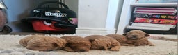 Cavapoo dogs for sale: Double curly coat cavapoo pups - Advert 7