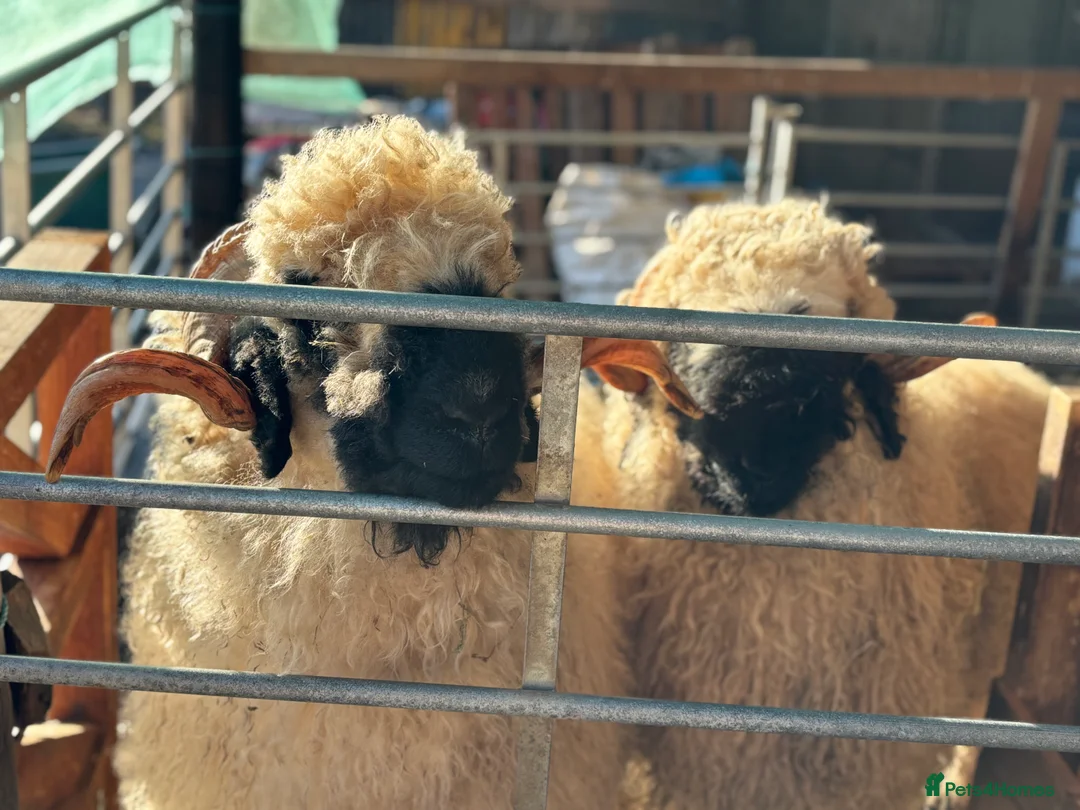 Sheep livestock for sale: Valais Blacknose available  - Advert 14