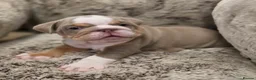 English Bulldog dogs for sale: 3 beautiful tri colour female bull dogs in Bishop Auckland - Advert 8