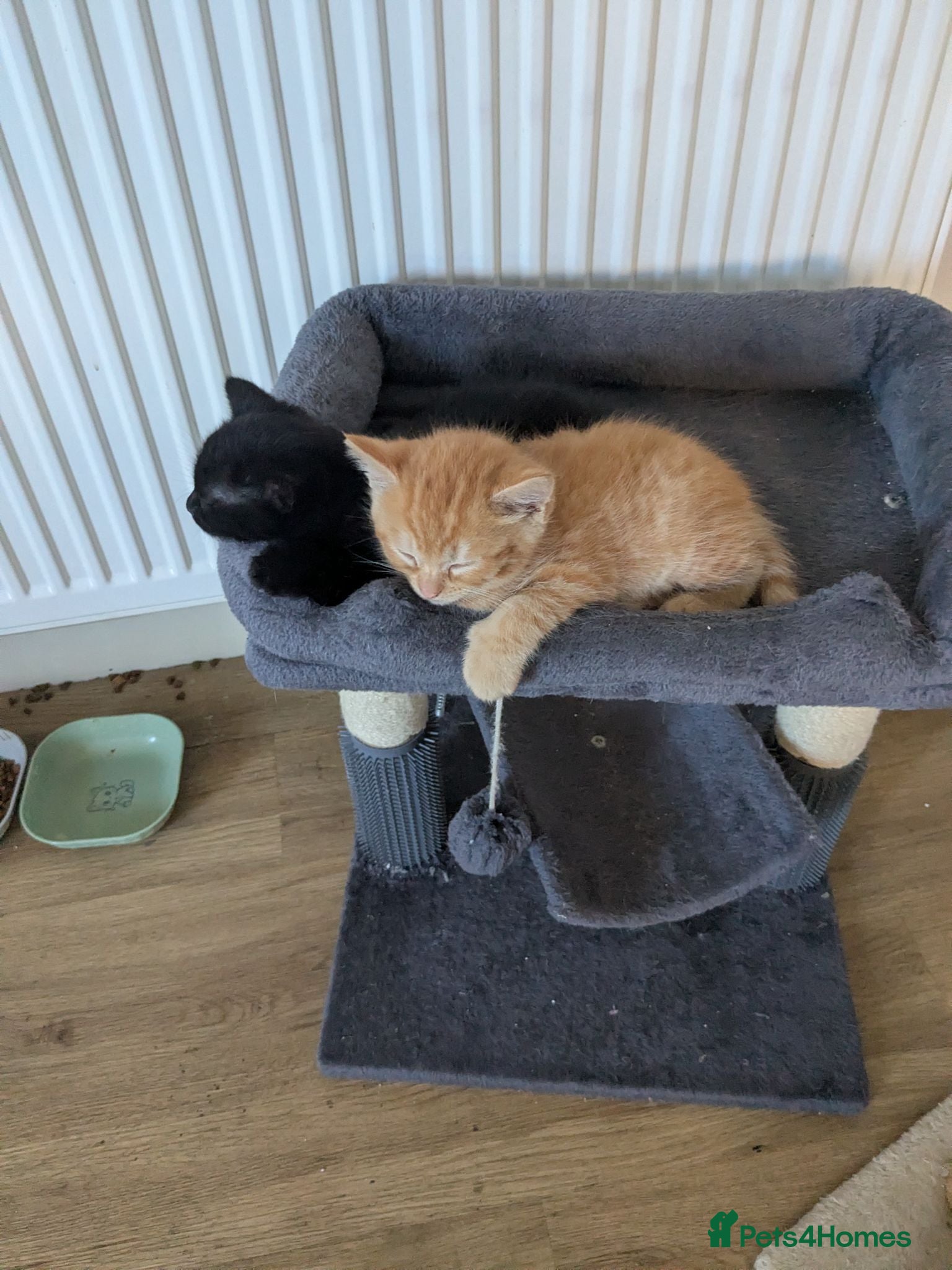 British Shorthair cats Kittens  - Advert 5