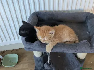 British Shorthair cats Kittens - Advert 5