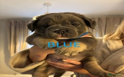 Olde English Bulldogge dogs for sale: Playful OEB Puppies  - Image 4