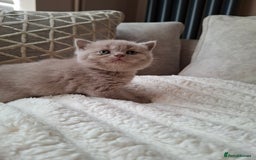British Shorthair cats for sale: TOP QUALITY CHAMPION🏆 BRITISH SHORTHAIR KITTENS in Swadlincote - Image 14