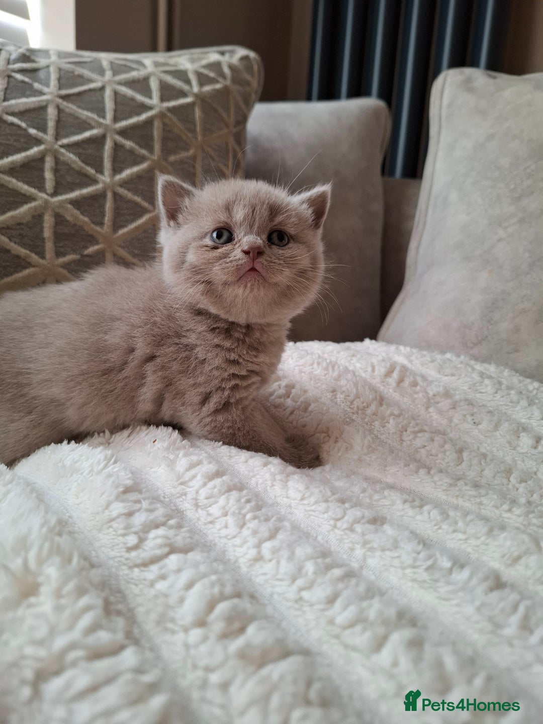 British Shorthair cats for sale: TOP QUALITY CHAMPION🏆 BRITISH SHORTHAIR KITTENS in Swadlincote - Image 14