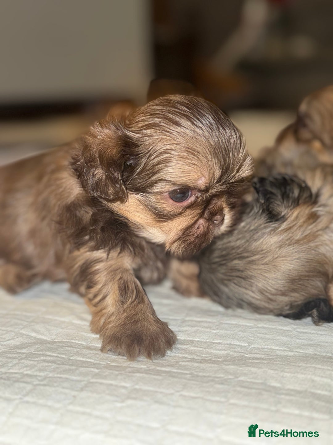 Shih Tzu dogs for sale: Shih tzu  - Advert 11