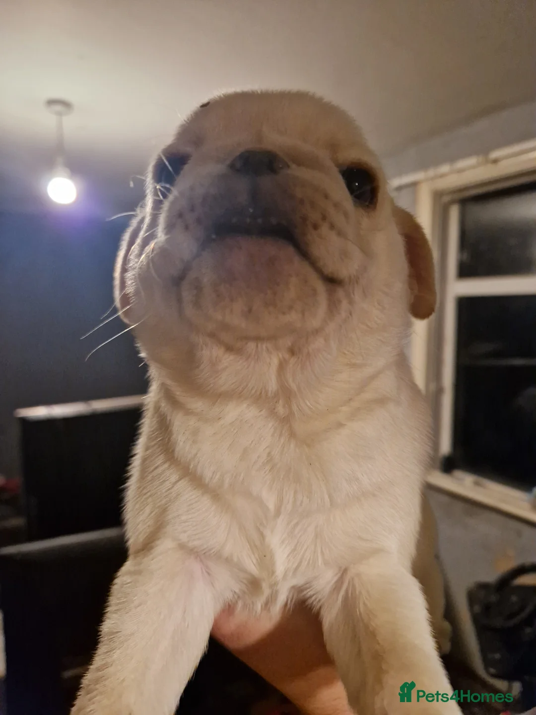 Pug dogs for sale: 5 Pug Puppies for sale - Advert 16