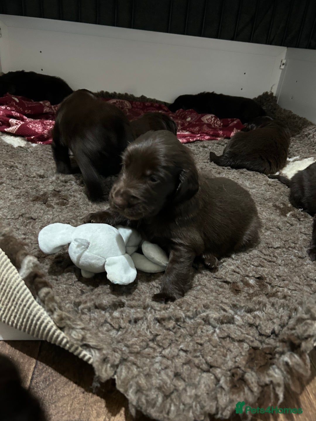 Flat coated Retriever dogs for sale: Beautiful litter of liver flatcoat puppies  - Advert 6