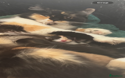 Mixed Breed cats for sale: Kittens - Image 6