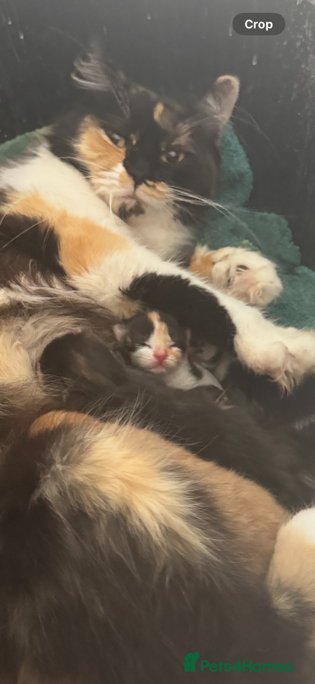 Mixed Breed cats for sale: Kittens - Image 6