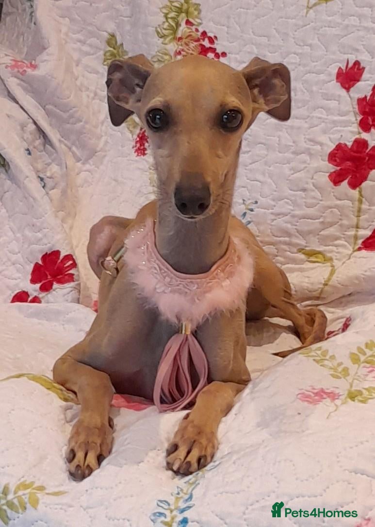 Italian Greyhound dogs EXCEPTIONAL TOP QUALITY KC REG. ITALIAN GREYHOUNDS - Advert 14