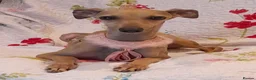 Italian Greyhound dogs for sale: EXCEPTIONAL TOP QUALITY KC REG. ITALIAN GREYHOUNDS in Bury Saint Edmunds - Advert 1
