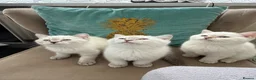 Ragdoll cats for sale: 5 British short hair kittens - Advert 14