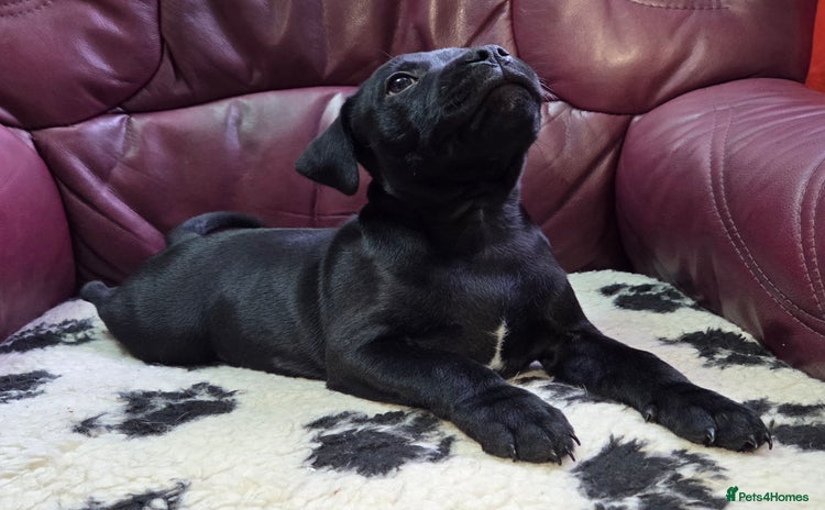 Staffordshire Bull Terrier dogs - Advert 4