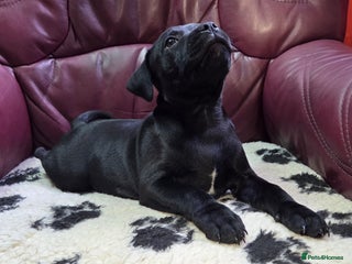 Staffordshire Bull Terrier dogs - Advert 11