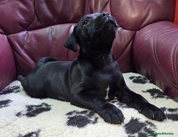 Staffordshire Bull Terrier dogs - Advert 4