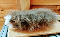 Guinea Pig rodents for sale: Male guinea pigs  - Image 6