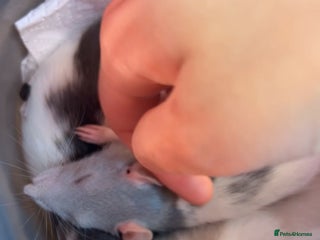 Rat rodents - Advert 6