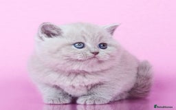 British Shorthair cats for sale: Beautiful lilac/fawn British shorthair kittens - Image 3