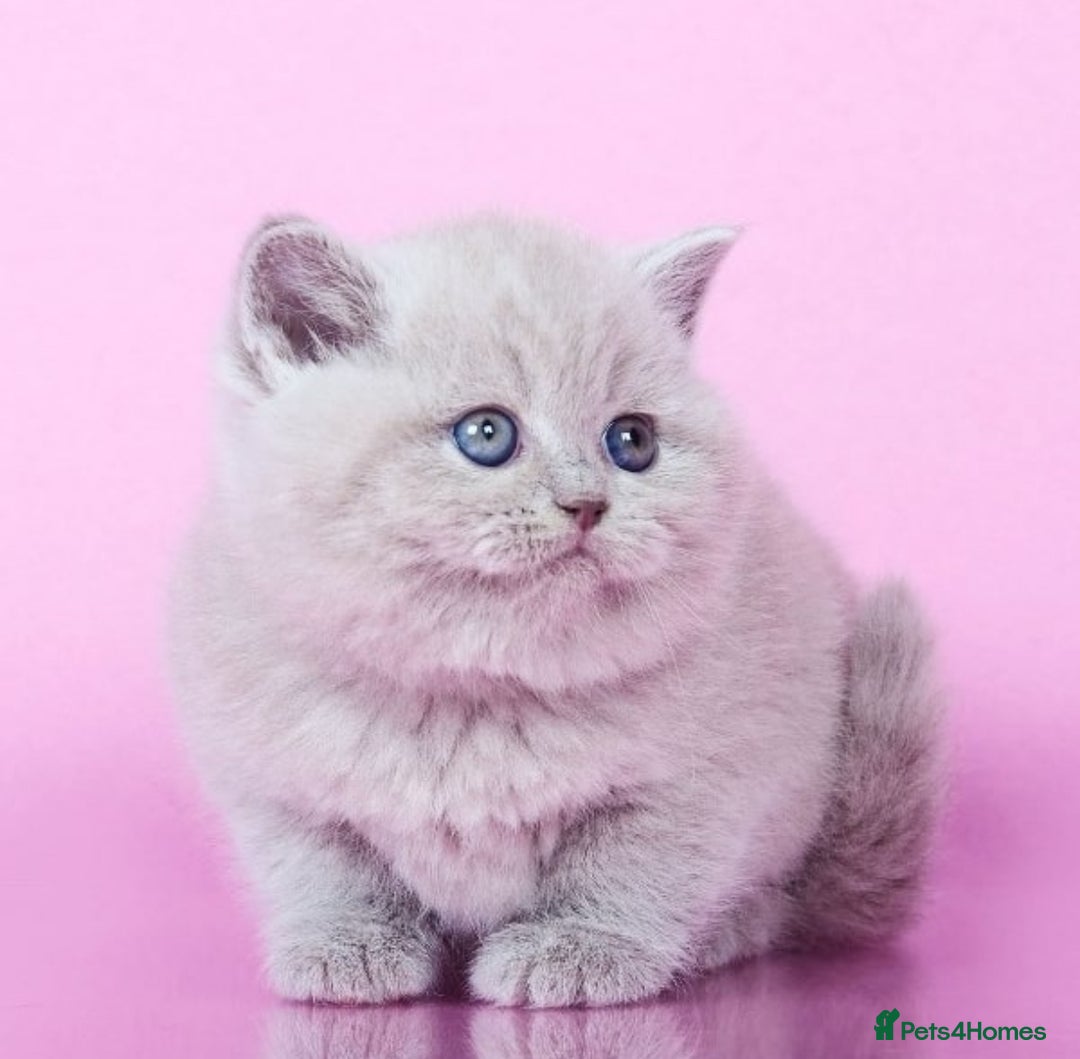 British Shorthair cats for sale: Beautiful lilac/fawn British shorthair kittens - Image 3