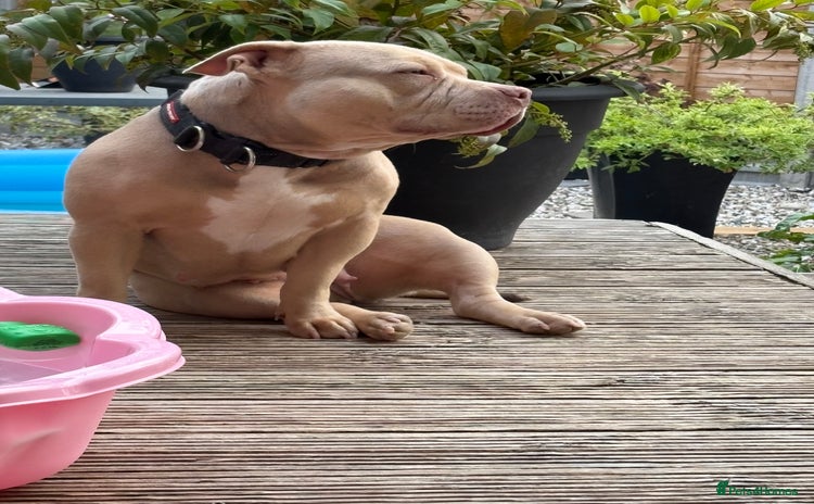 American Bulldog dogs - Advert 1