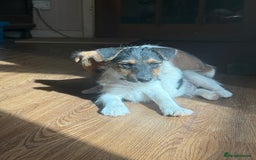 Mixed Breed dogs for sale: Rough coated Jack Russell  - Image 2