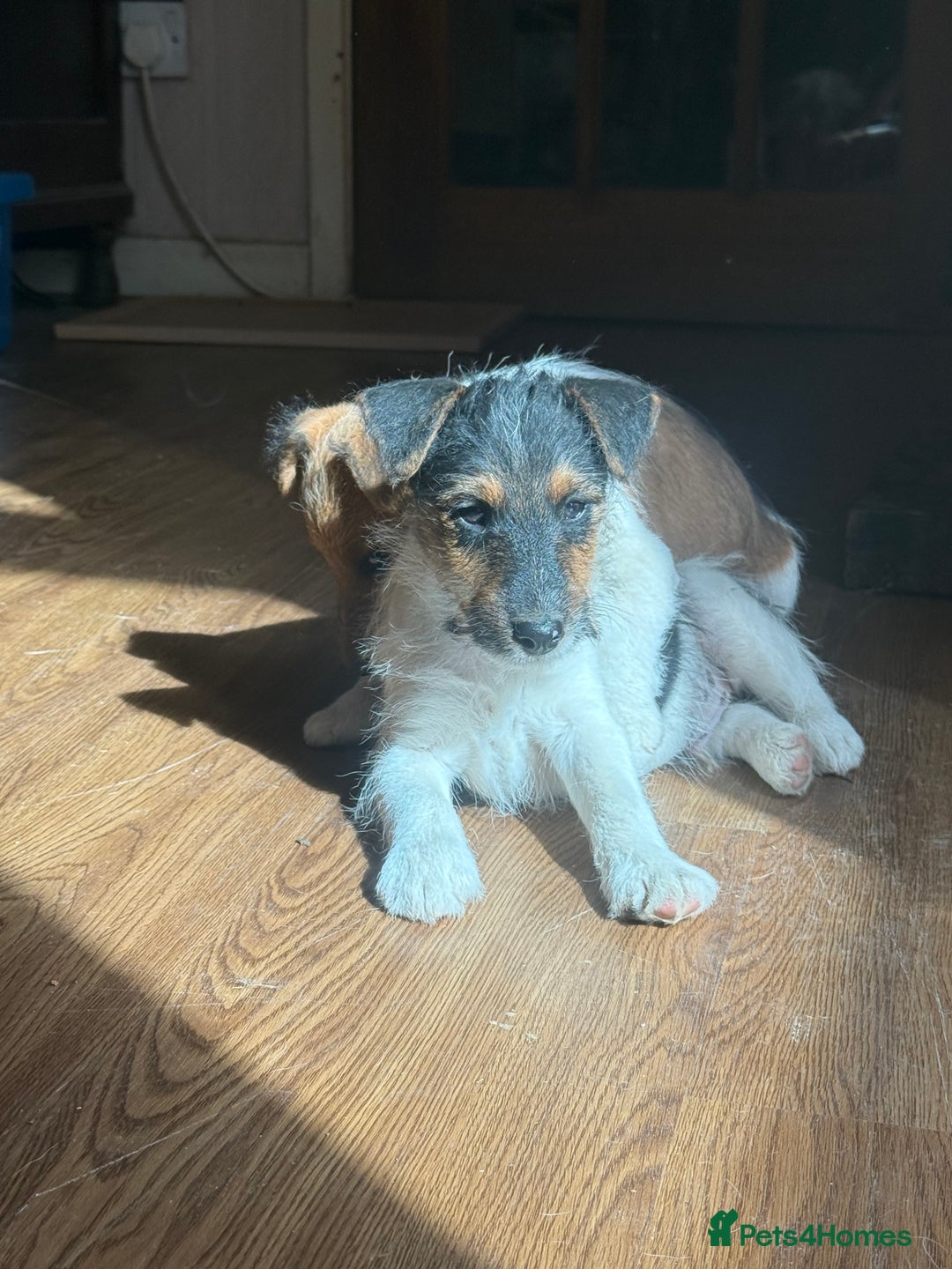 Mixed Breed dogs for sale: Rough coated Jack Russell  - Image 2