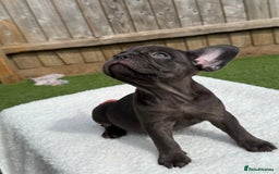 French Bulldog dogs for sale: Miss White X Kastro  - Image 12