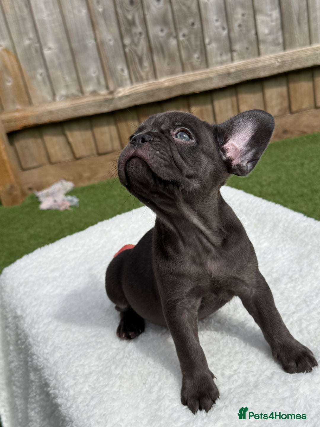 French Bulldog dogs for sale: Miss White X Kastro  - Image 12