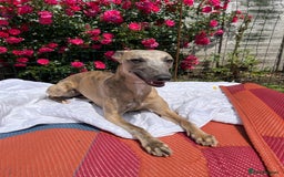 Whippet dogs for sale: Whippet puppies  - Image 15