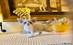 Devon Rex cats for sale: Stunning TICA Devon Babies - Advert 6