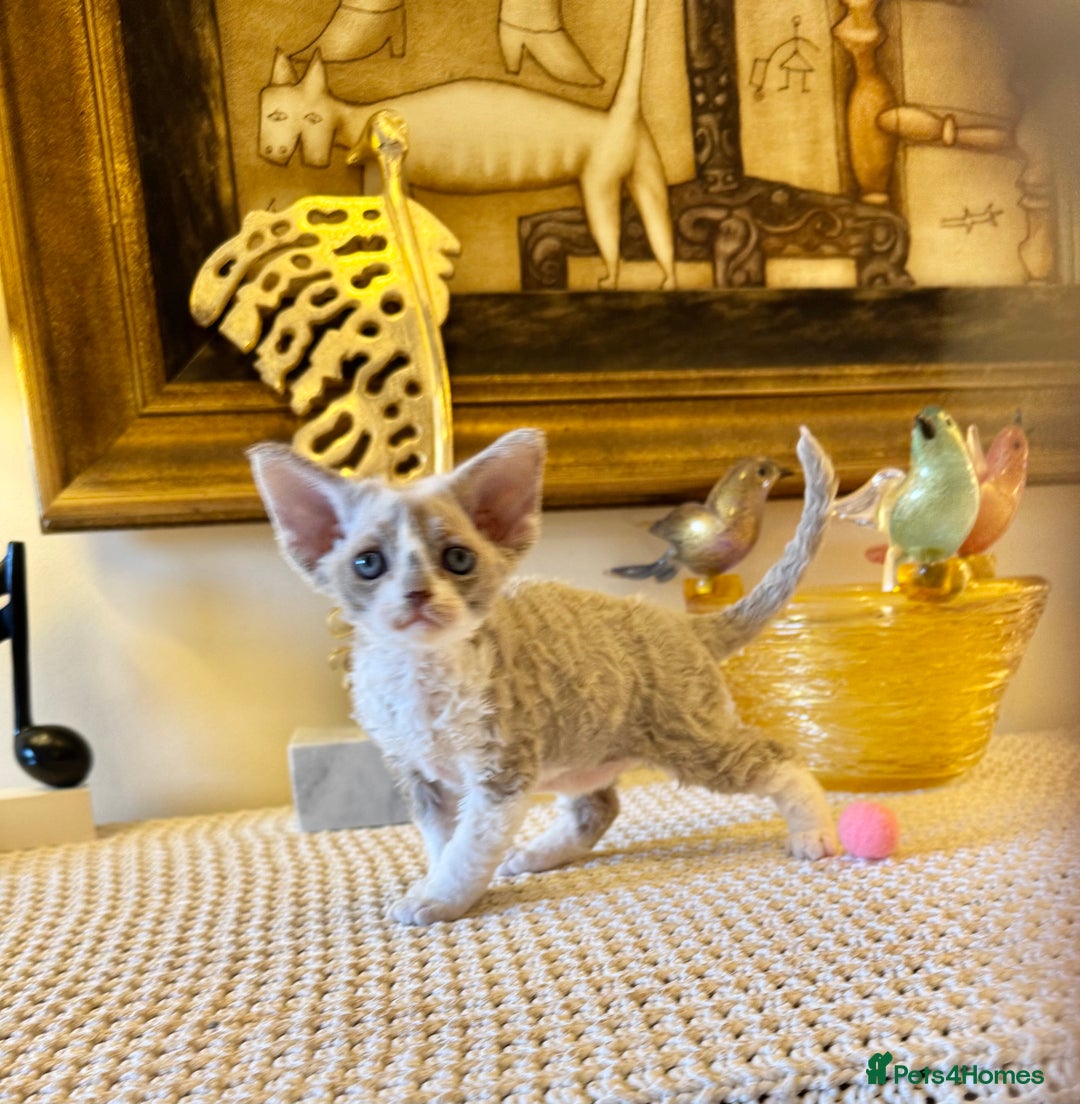 Devon Rex cats for sale: Stunning TICA Devon Babies - Advert 6