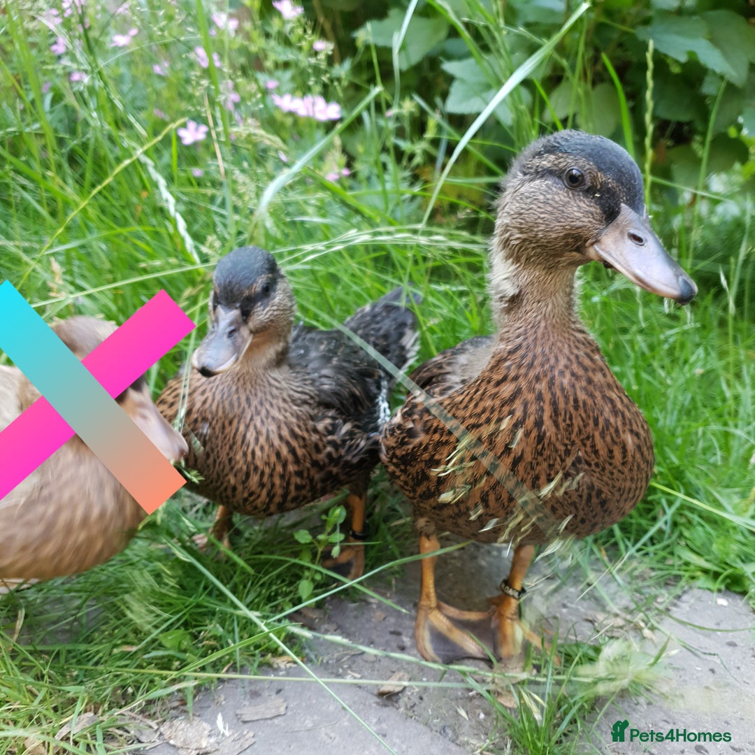 Ducks poultry for sale: Hand Reared Calls Male and Female Mallard Coloured - Image 1