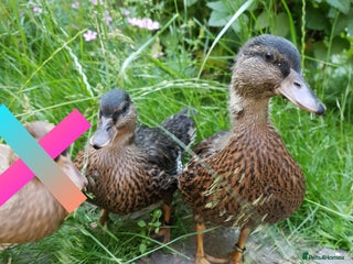 Ducks poultry - Advert 6