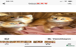 British Shorthair cats for sale: British Golden Shorthair kittens GCCF  - Image 9