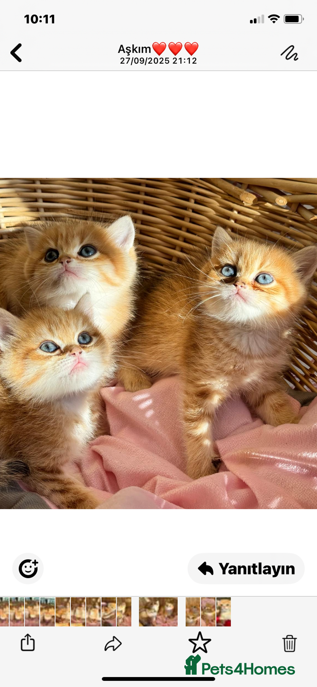 British Shorthair cats for sale: British Golden Shorthair kittens GCCF  - Image 9