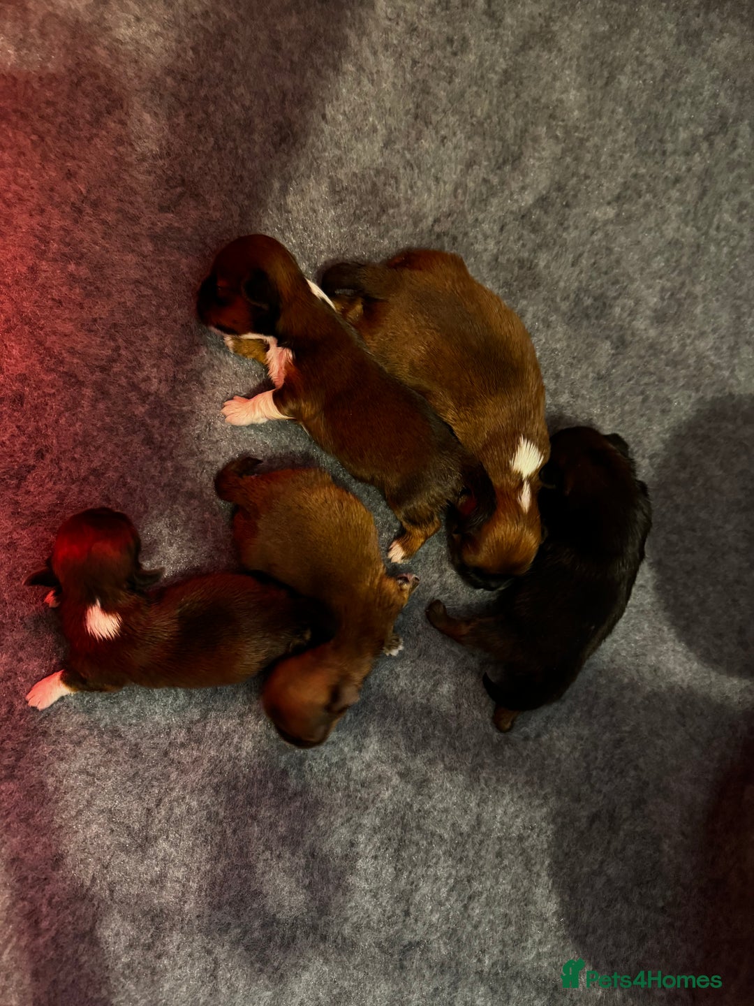 Lhasa Apso dogs for sale: Lhasa apso puppies - Image 1