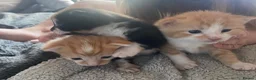 Mixed Breed cats for sale: 4 Beautiful fluffy kittens  - Advert 4