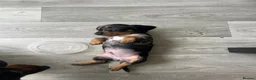 Dachshund dogs for sale: Dapple Dachshund in Hyde - Advert 11