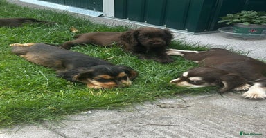 Cocker Spaniel dogs - Advert 4