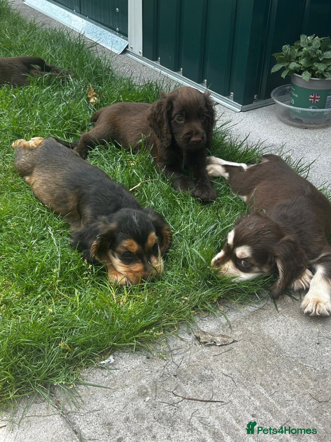 Cocker Spaniel dogs for sale: Show type cocker spaniel puppies  - Image 2
