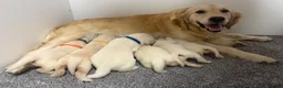 Golden Retriever dogs for sale: Beautiful healthy puppies - Advert 20