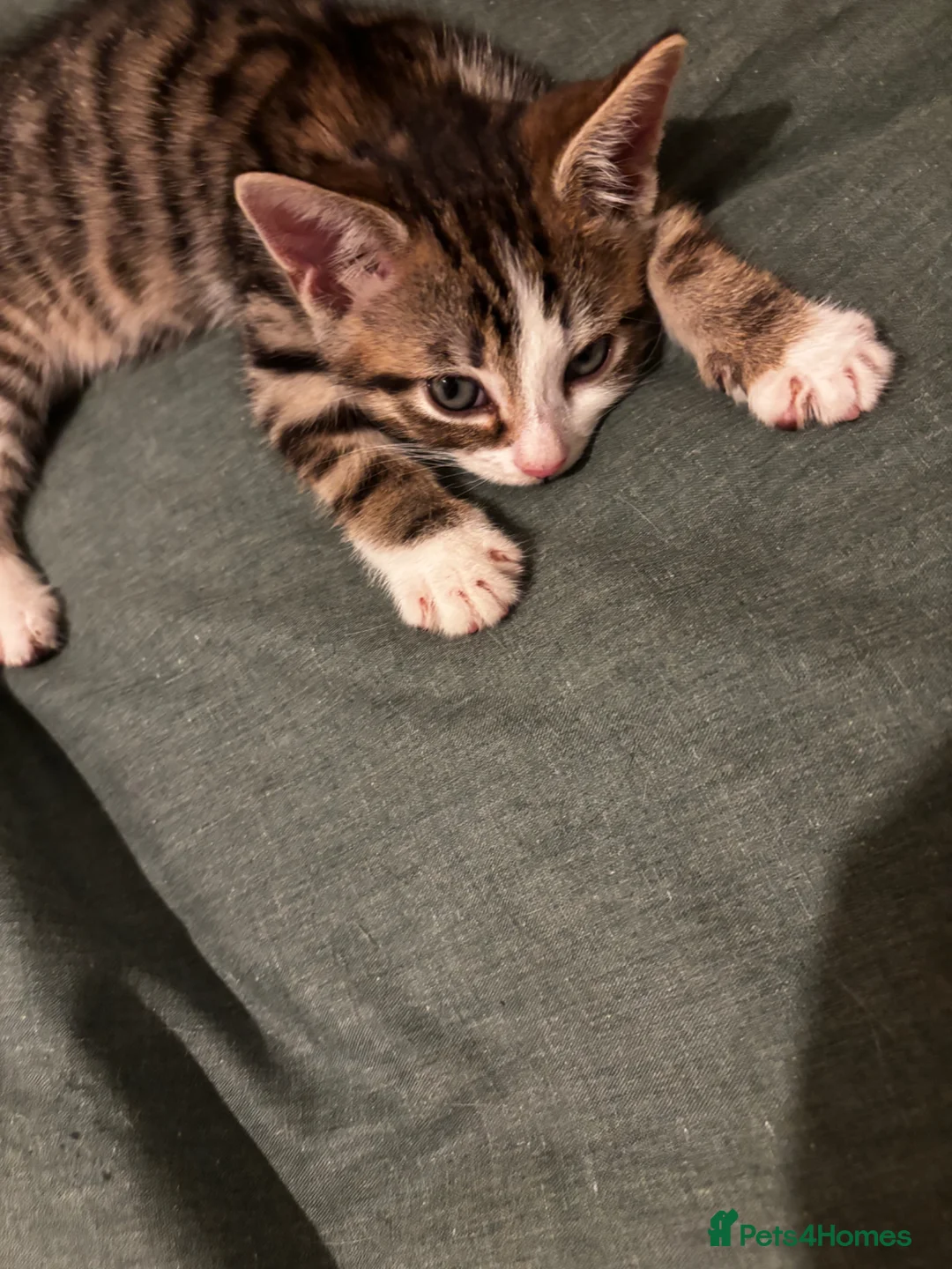 Mixed Breed cats for sale: Kittens for sale asap - Advert 2