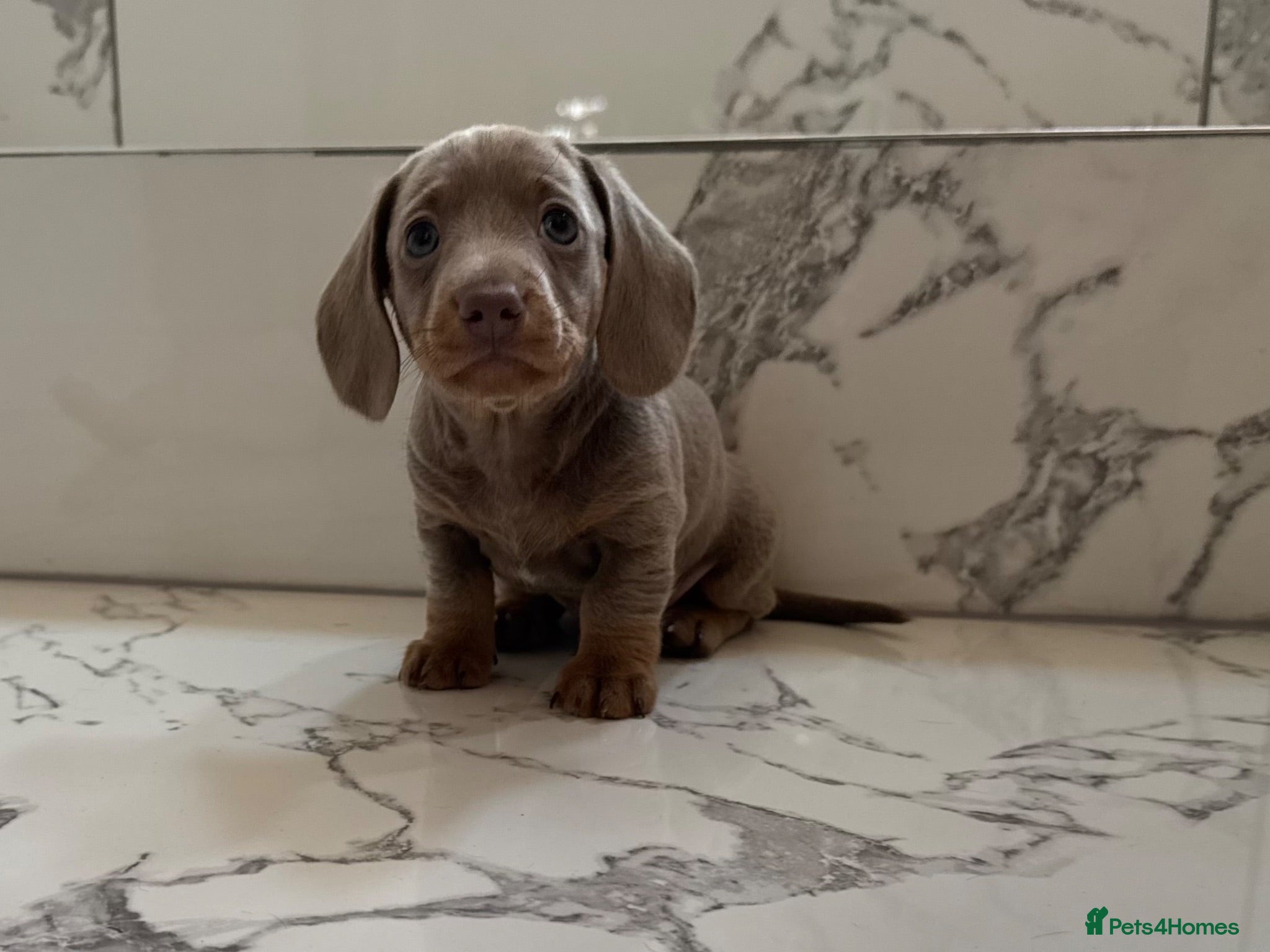 Miniature Dachshund dogs Ready now. KC. PRA Clear. Mini Dachshunds.Stunning - Advert 1