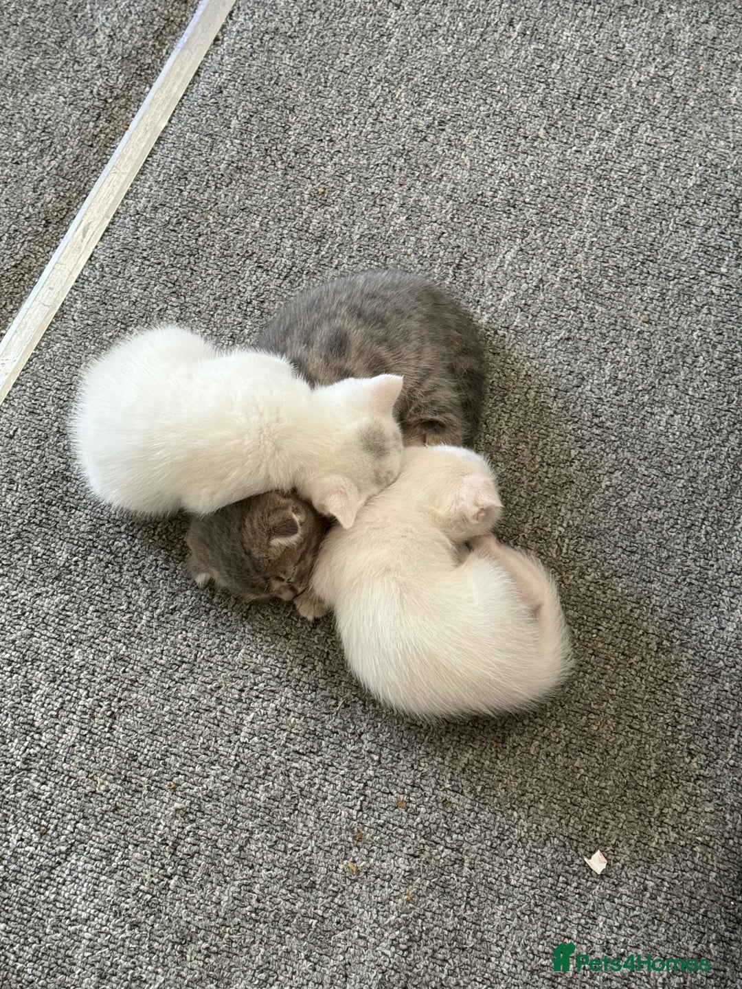 Scottish Fold cats for sale: 3 purring lovebugs - Image 2