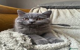 British Shorthair cats for sale: GCCF Champ Bloodline Pedigree BSH Kittens  - Image 3